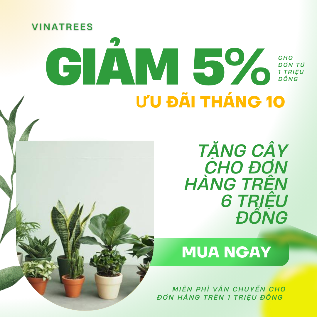 Ưu đãi tháng 10 & tháng 11 dành riêng cho khách hàng của Vinatrees